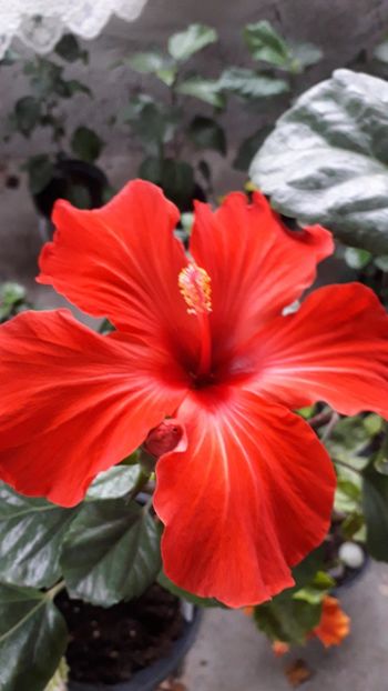  - Talmeș balmeș 2019