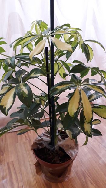  - Talmeș balmeș 2019