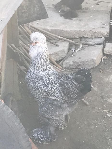 64d66238-81e4-4088-a869-6c29f4da5290 - strumska chicken