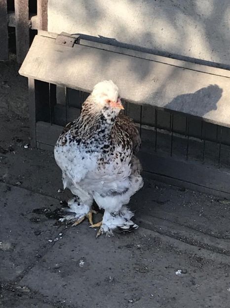 0492b2d7-8b3e-43cd-9167-a4e1eddce771 - strumska chicken