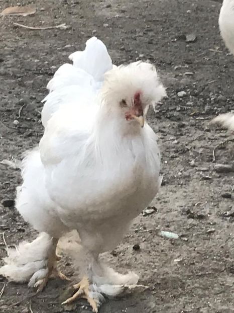 703e005b-6cab-4d17-967c-d86252579895 - strumska chicken