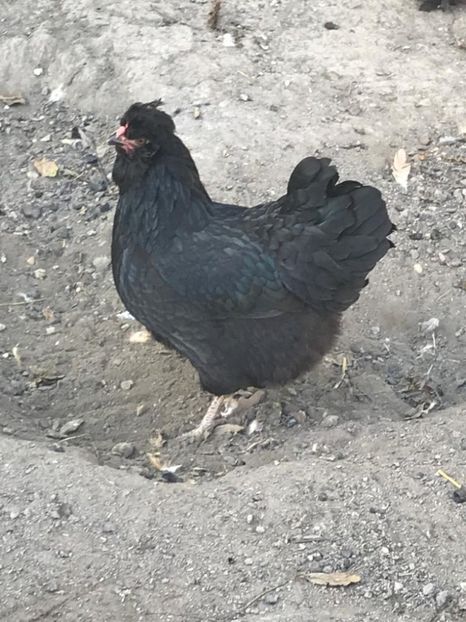 1054c23f-b343-4fcd-80e7-83097a853964 - strumska chicken