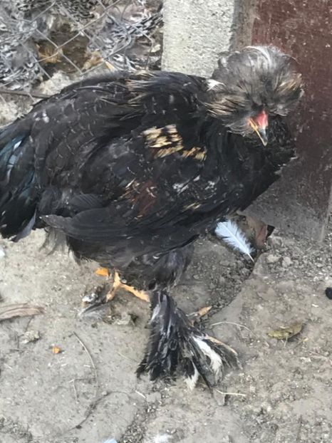 1341775a-2cf5-4030-bcb7-5a17d5bcfaaa - strumska chicken