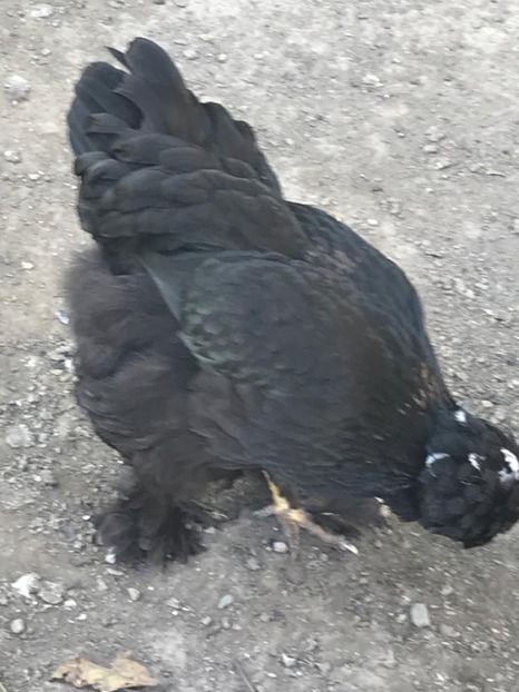 a2f901ff-0d60-4640-bc74-0cf33f32c5d9 - strumska chicken