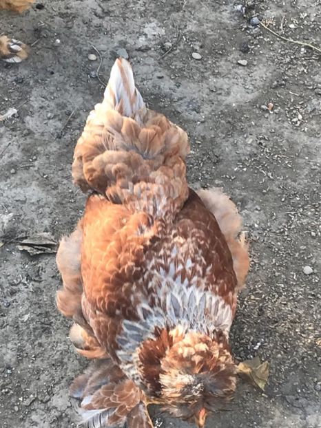 bad70876-5bb1-47be-85ff-e8179d64aec1 - strumska chicken