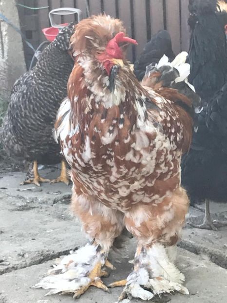 bf2d633d-1a07-4107-a556-39581737132e - strumska chicken