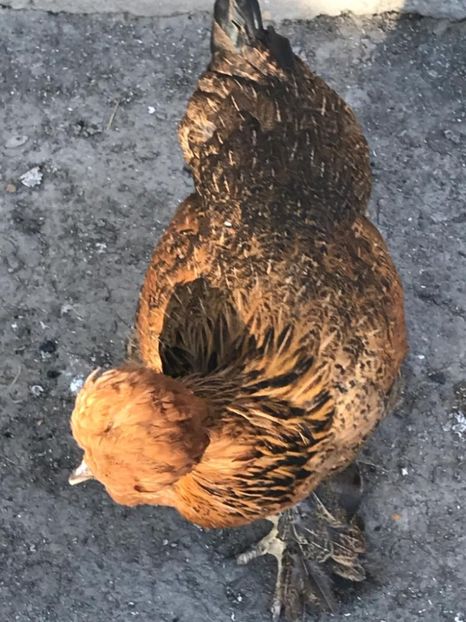 cd4fcccc-2cc0-4d6f-895c-fd520f8679b9 - strumska chicken