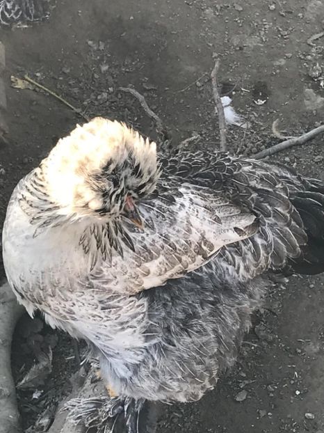 d7bbd651-eff0-4371-963e-00501a0cd598 - strumska chicken