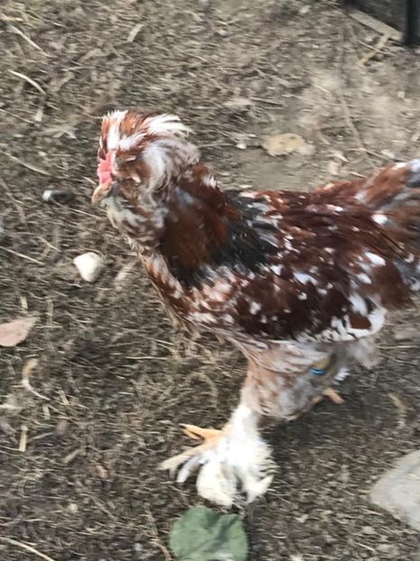 f55e8ff6-c5ff-46a0-842f-1d10ebd11d68 - strumska chicken