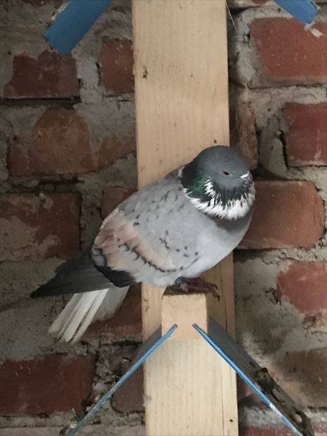 43292221-8A47-418A-BDB5-D62F318E0BE0 - Vargati cu dunga alba