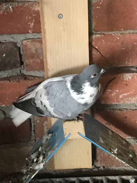 D1ABAF1D-1173-4C10-AB28-996EE09947B4 - Vargati cu dunga alba