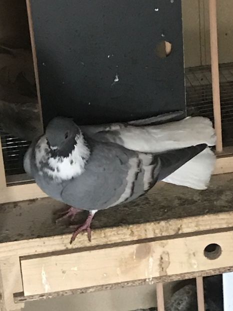 CB7ED7A8-DCB8-4CB9-9524-23C9A0A42948 - Vargati cu dunga alba