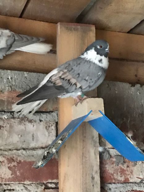 6B47AF4F-A5AC-4863-989C-1536B1F0232E - Vargati cu dunga alba