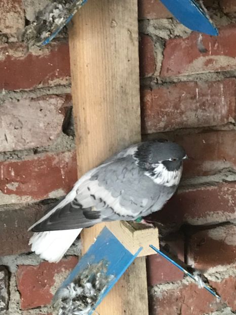 677C84FD-E3FE-453E-A55A-25B79D98DF0D - Vargati cu dunga alba