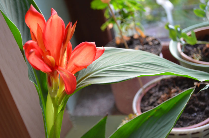  - dragostea  de natura