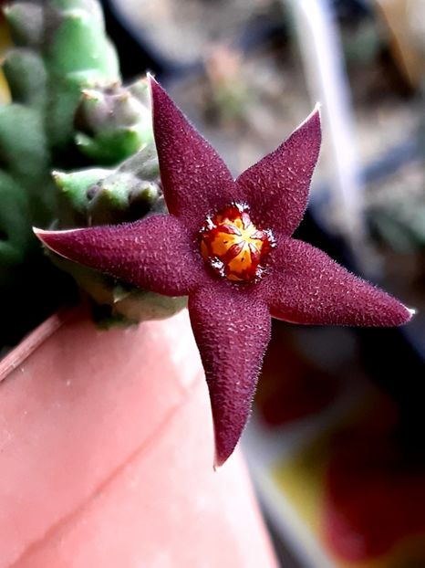 P. geminatus ssp. geminatus - Piaranthus