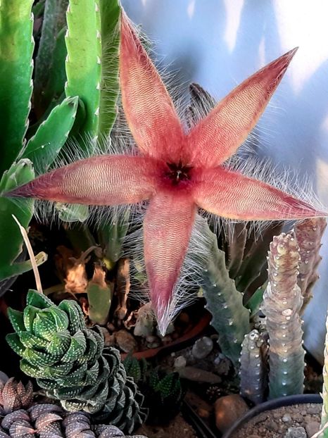 S. gettleffii - Stapelia