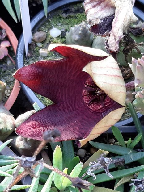 S. hb. berlinensis - Stapelia