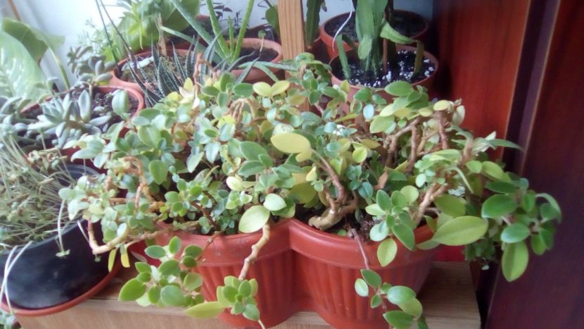 Peperomia Orba - 0 Donez 2019