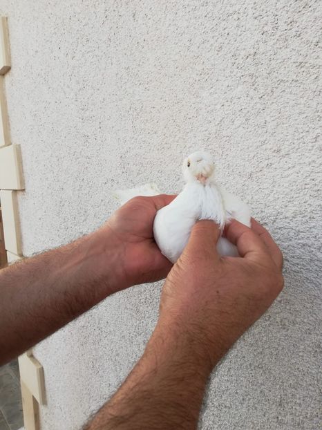 IMG-20191116-WA0049 - Bimotati de Călărași 2019