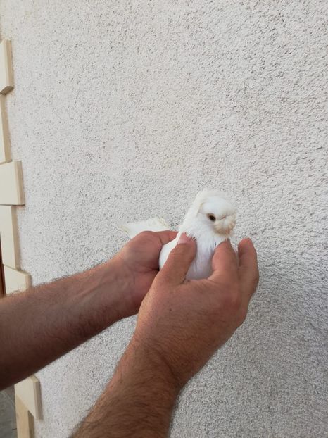 IMG-20191116-WA0045 - Bimotati de Călărași 2019