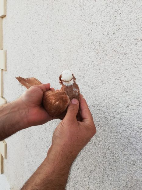 IMG-20191116-WA0036 - Bimotati de Călărași 2019