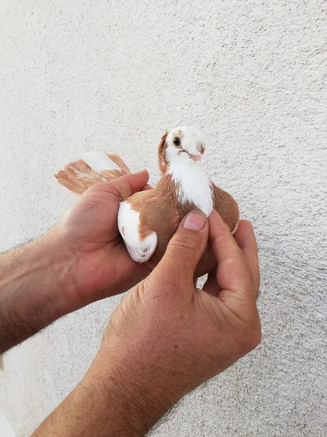 IMG-20191116-WA0012 - Bimotati de Călărași 2019