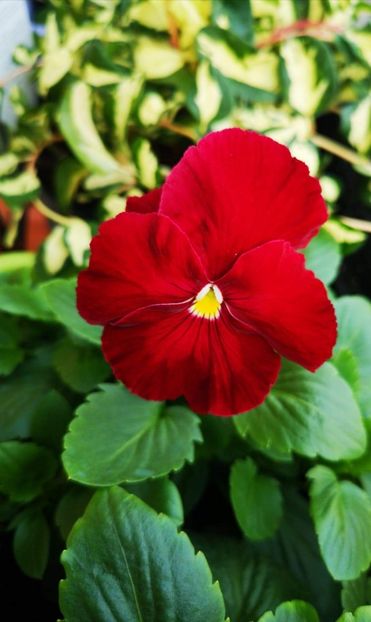 received_526717324834172 - 0 FLORI 2019