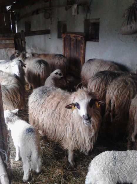  - Oile si mieii