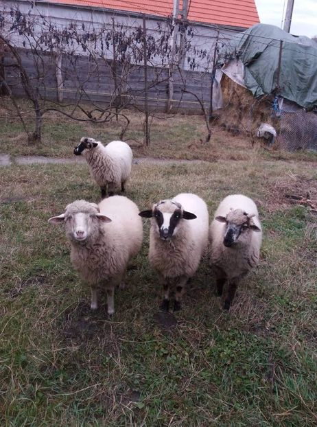 received_485419545400912 - Oile si mieii