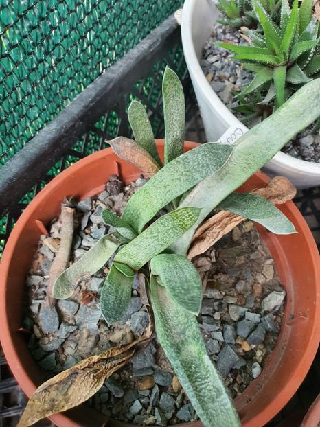 nr 15-8lei buc - Suculente de vanzare 2020