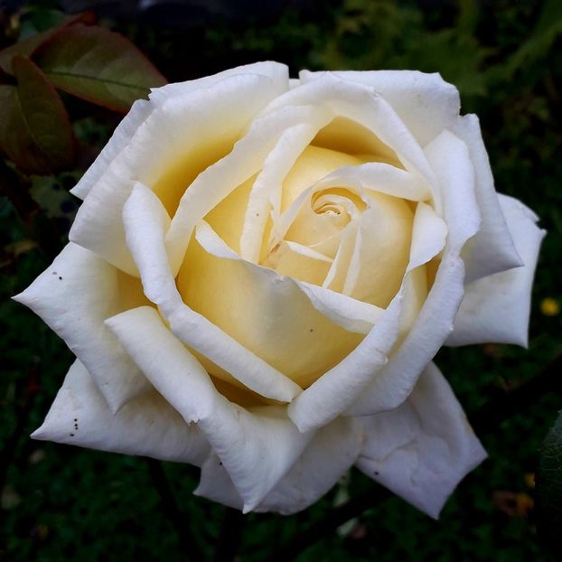  - TRANDAFIRI_2019_2020_2024