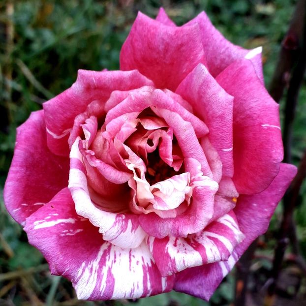  - TRANDAFIRI_2019_2020_2024