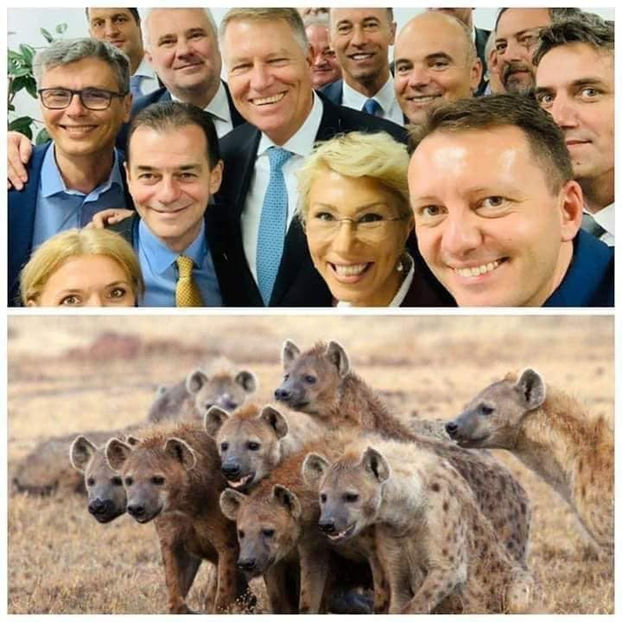  - Poze haioase pamflet