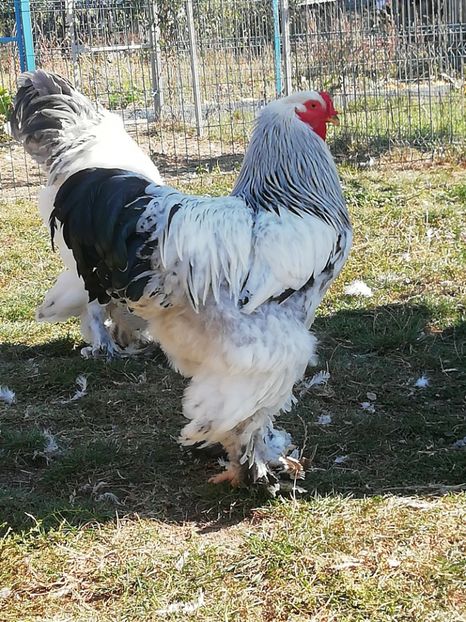  - Brahma herminat deschis negru și albastru 2019