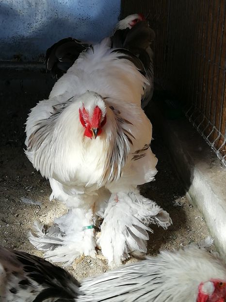  - Brahma herminat deschis negru și albastru 2019