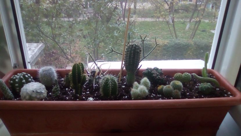 IMG-20191118-WA0029 - Copy - CACTUSI si SUCULENTE