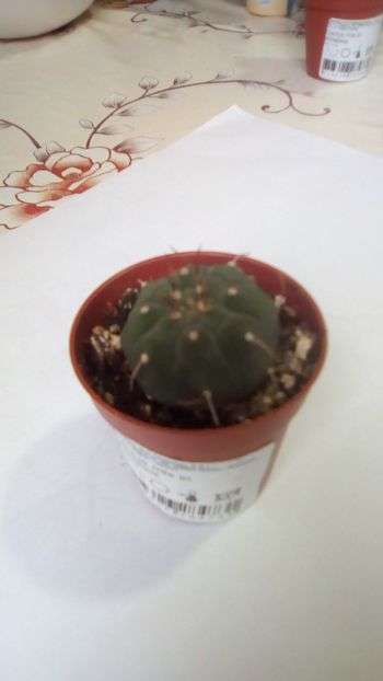 IMG-20191118-WA0019 - Copy - CACTUSI si SUCULENTE