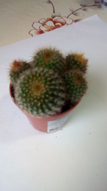 IMG-20191118-WA0023 - Copy - CACTUSI si SUCULENTE