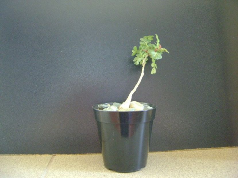 Pachycormus discolor - Caudiciforme si bulbi 2019 bis
