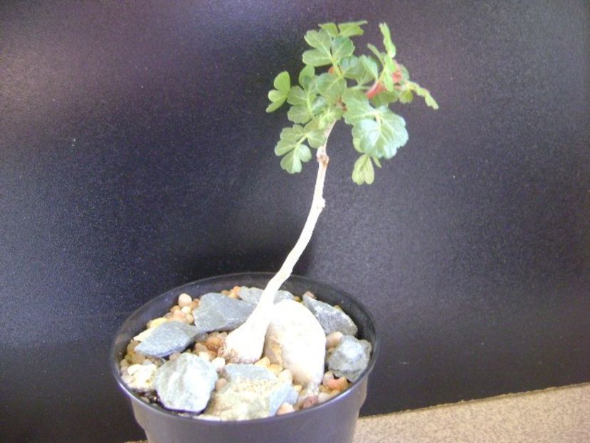 Pachycormus discolor - Caudiciforme si bulbi 2019 bis