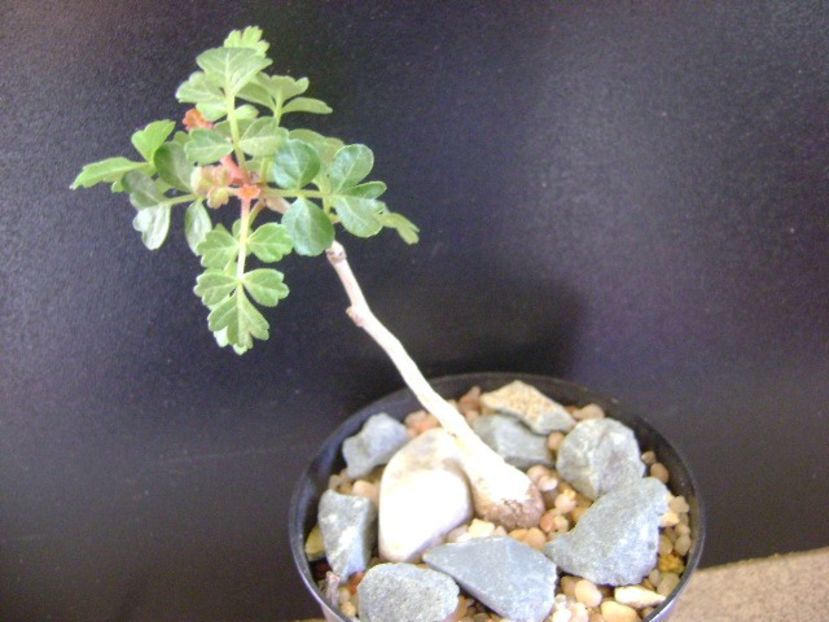 Pachycormus discolor - Caudiciforme si bulbi 2019 bis