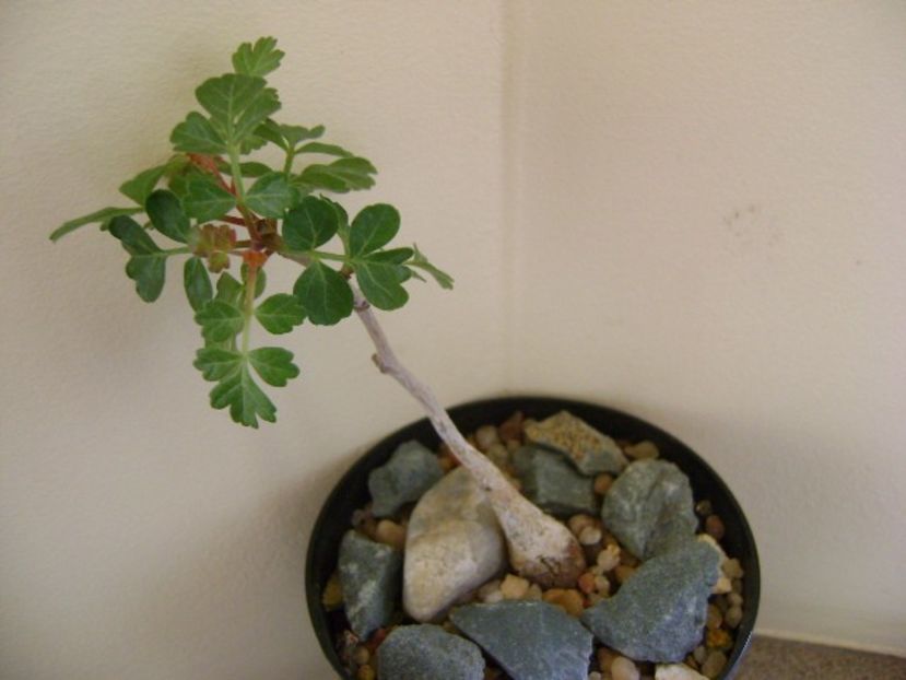 Pachycormus discolor - Caudiciforme si bulbi 2019 bis