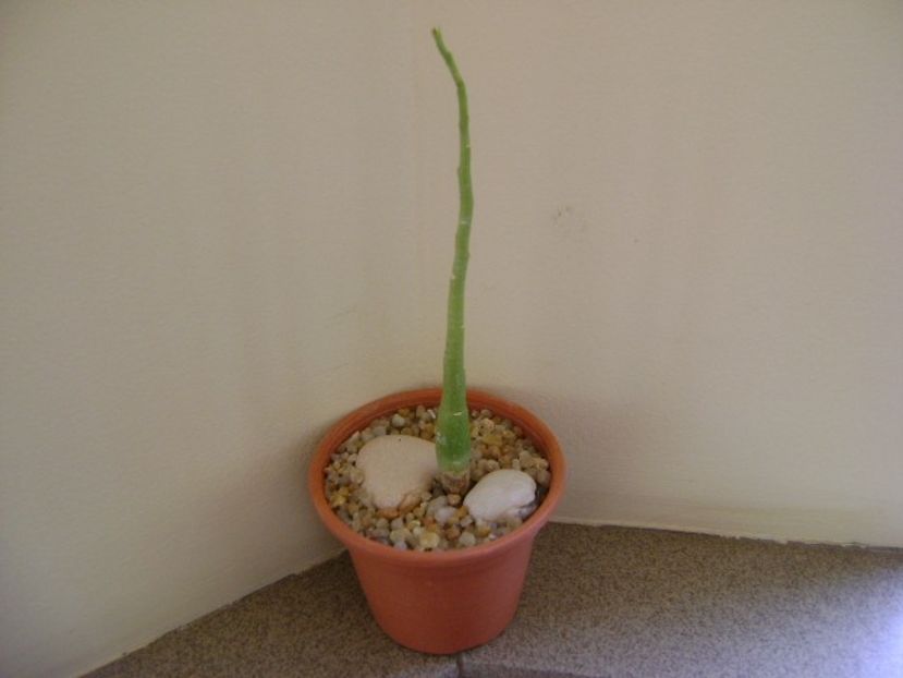 Adenia venenata - Caudiciforme si bulbi 2019 bis
