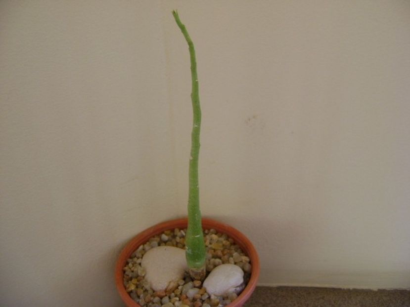 Adenia venenata - Caudiciforme si bulbi 2019 bis