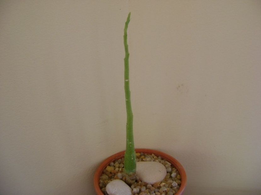 Adenia venenata - Caudiciforme si bulbi 2019 bis