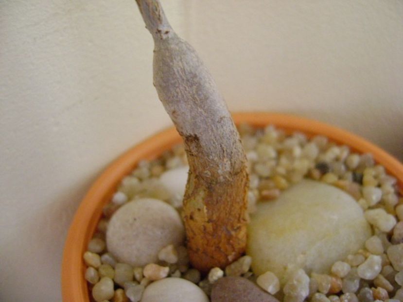 Ficus burkei (Namibia) - Caudiciforme si bulbi 2019 bis