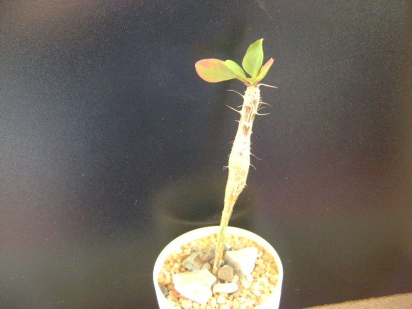 Idria columnaris (Fouquieria) - Caudiciforme si bulbi 2019 bis
