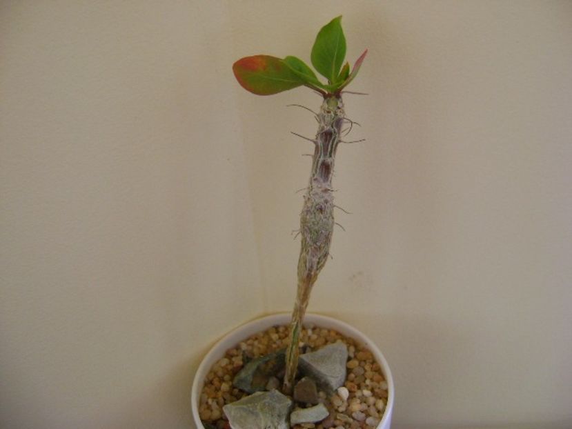 Idria columnaris (Fouquieria) - Caudiciforme si bulbi 2019 bis