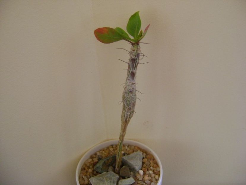 Idria columnaris (Fouquieria) - Caudiciforme si bulbi 2019 bis